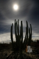 USA_AZ_Organ pipe cactus (02)